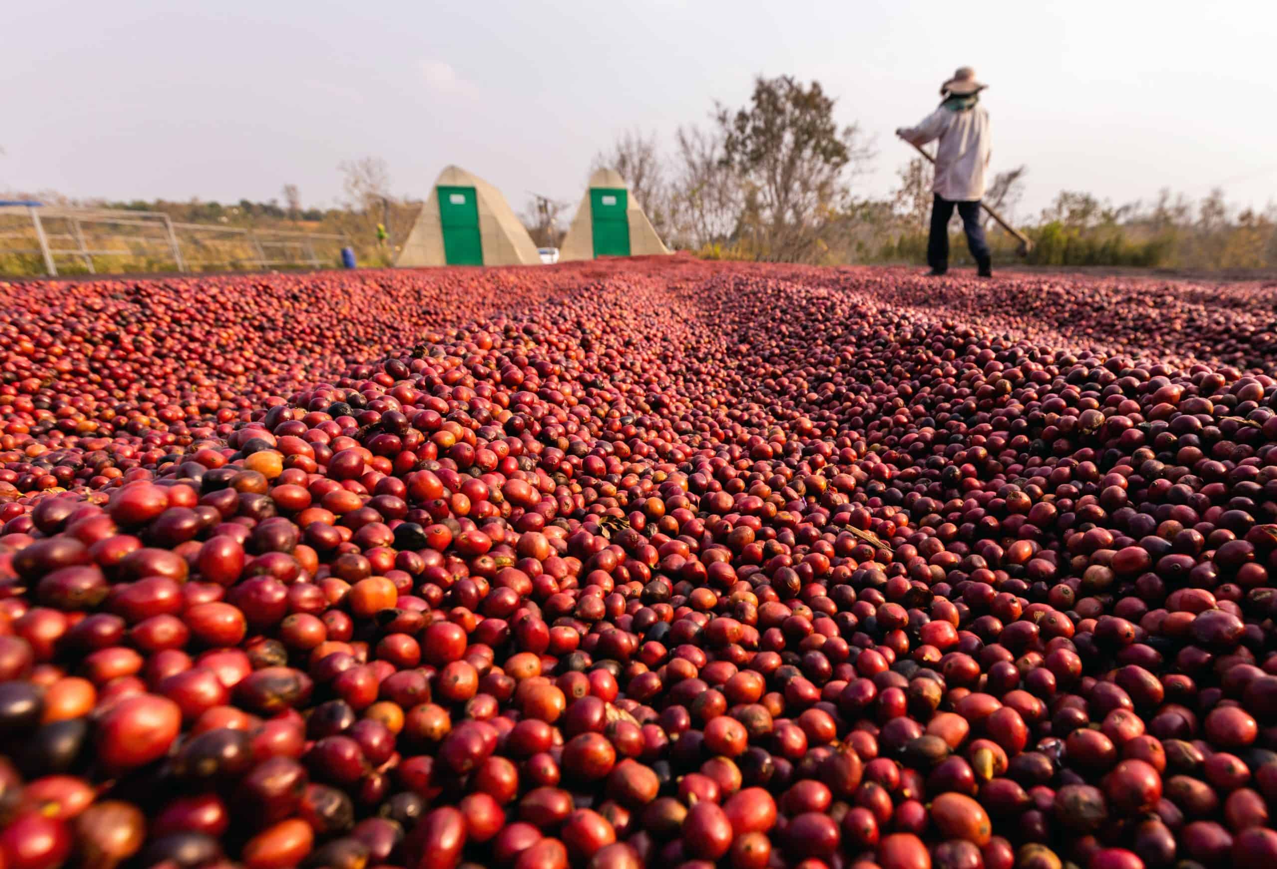 Coffee beans drying in the sun, a traditional processing step in Ethiopian coffee origins